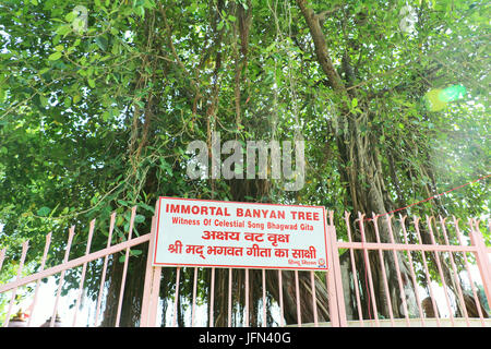 The sacred banyan tree at Jyotisar, Kurukshetra, India under which Lord Krishna delivered sermon of Bhagavad Gita to Arjuna to remove his dilemma. Stock Photo