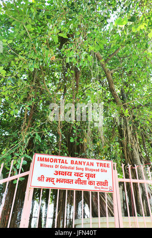 The sacred banyan tree at Jyotisar, Kurukshetra, India under which Lord Krishna delivered sermon of Bhagavad Gita to Arjuna to remove his dilemma. Stock Photo