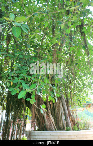 The sacred banyan tree at Jyotisar, Kurukshetra, India under which Lord Krishna delivered sermon of Bhagavad Gita to Arjuna to remove his dilemma. Stock Photo