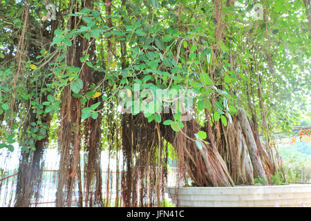 The sacred banyan tree at Jyotisar, Kurukshetra, India under which Lord Krishna delivered sermon of Bhagavad Gita to Arjuna to remove his dilemma. Stock Photo