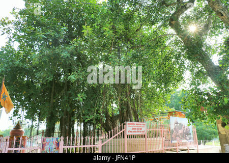 The sacred banyan tree at Jyotisar, Kurukshetra, India under which Lord Krishna delivered sermon of Bhagavad Gita to Arjuna to remove his dilemma. Stock Photo