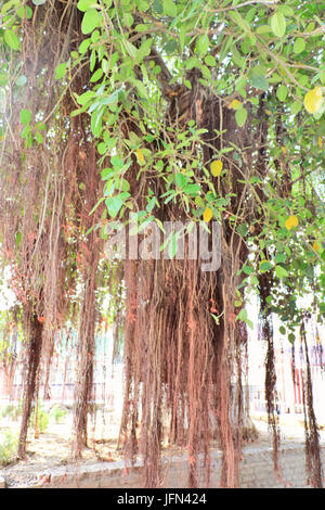 The sacred banyan tree at Jyotisar, Kurukshetra, India under which Lord Krishna delivered sermon of Bhagavad Gita to Arjuna to remove his dilemma. Stock Photo