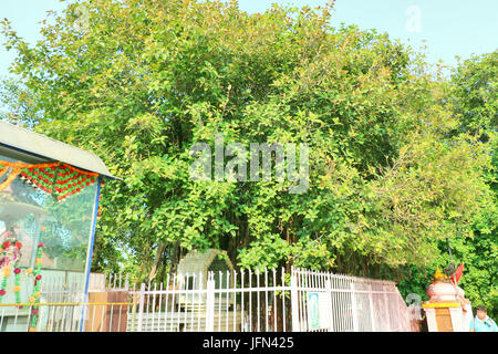 The sacred banyan tree at Jyotisar, Kurukshetra, India under which Lord Krishna delivered sermon of Bhagavad Gita to Arjuna to remove his dilemma. Stock Photo