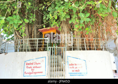 The sacred banyan tree at Jyotisar, Kurukshetra, India under which Lord Krishna delivered sermon of Bhagavad Gita to Arjuna to remove his dilemma. Stock Photo