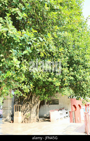 The sacred banyan tree at Jyotisar, Kurukshetra, India under which Lord Krishna delivered sermon of Bhagavad Gita to Arjuna to remove his dilemma. Stock Photo