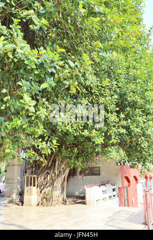 The sacred banyan tree at Jyotisar, Kurukshetra, India under which Lord Krishna delivered sermon of Bhagavad Gita to Arjuna to remove his dilemma. Stock Photo