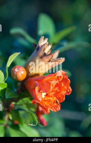 Pomegranate tree flowering and little fuit on the branch Stock Photo