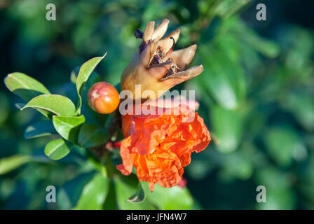Pomegranate tree flowering and little fuit on the branch Stock Photo