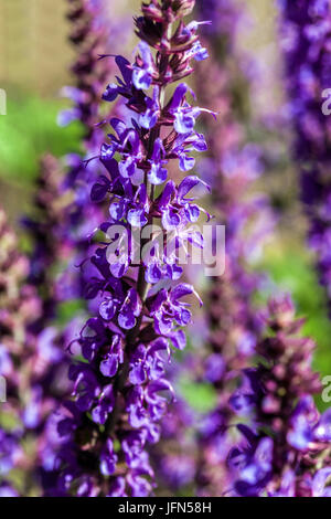 Salvia nemorosa 'Lubecca', woodland sage, Balkan clary Stock Photo