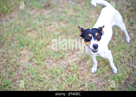Image of Andalusian "ratonero bodeguero" dog. A small hunting dog typical from Andalusia, Spain. Grass semi blurred background. Stock Photo