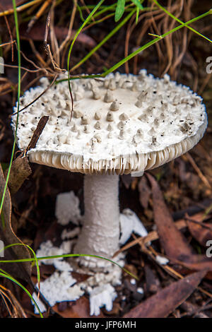 indeterminate mushrooms in new south wales australia Stock Photo - Alamy