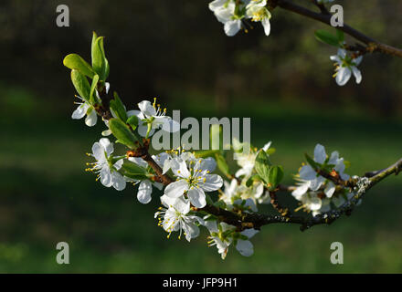 Plums; blossom; flower; Prunus; Stock Photo