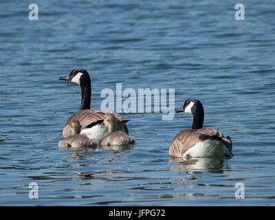 Two canada geese swimming with two goslings on a lake in springtime
