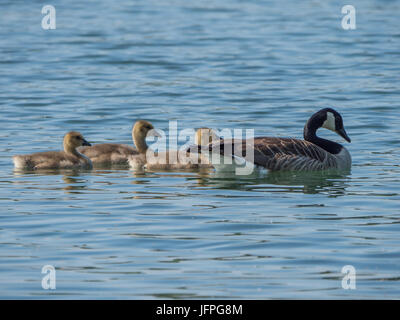 Canada goose swimming with three goslings on a lake in springtime Stock Photo