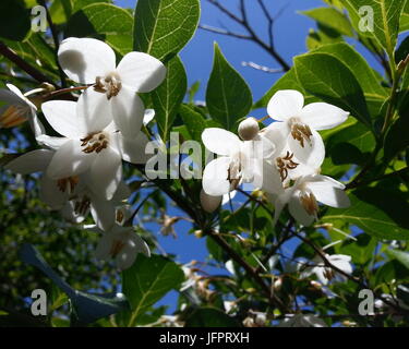 Japanese Snowbell Tree Stock Photo