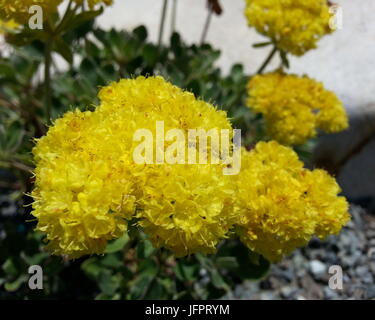 Sulfur Flowered Buckwheat Stock Photo