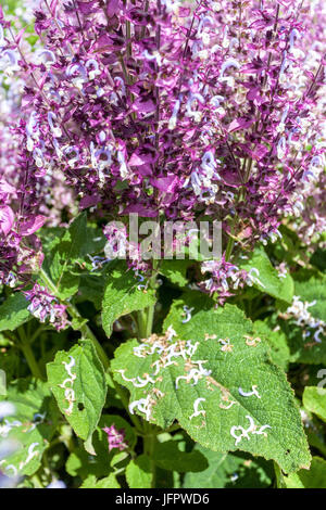 Salvia sclarea 'Piemont', Clary Sage flower Stock Photo