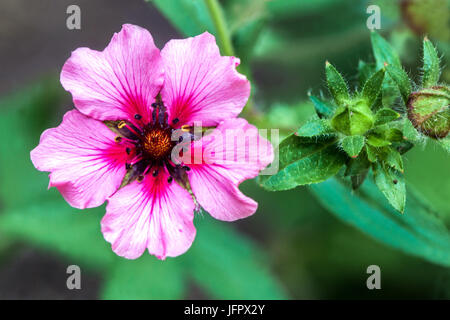 Potentilla nepalensis ' Helen Jane ' Stock Photo