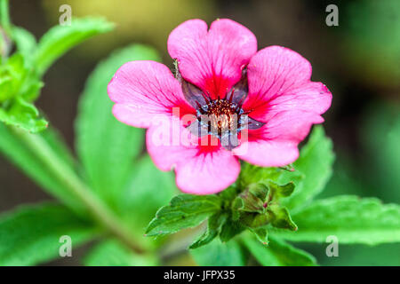 Potentilla nepalensis ' Helen Jane ' Stock Photo