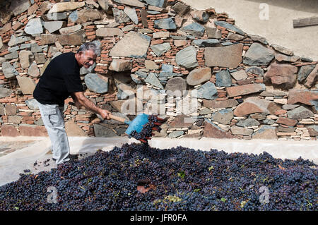 Fikardou, Cyprus - October 9 2016: Senior man with  a shovel selecting black grapes for the winery to make red wine. Stock Photo