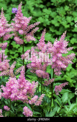 Purple Astilbe, Astilbe chinensis 'Pumila' Stock Photo