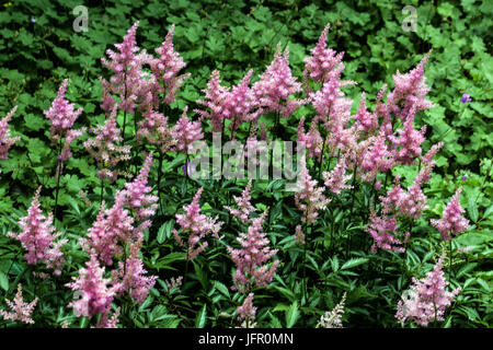 Purple Astilbe Chinese Astilbe, Astilbe chinensis 'Pumila' Stock Photo