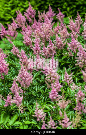 Chinese Astilbe, Astilbe chinensis Pumila Stock Photo