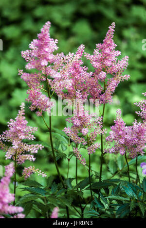 Chinese Astilbe, Astilbe chinensis 'Pumila' Stock Photo