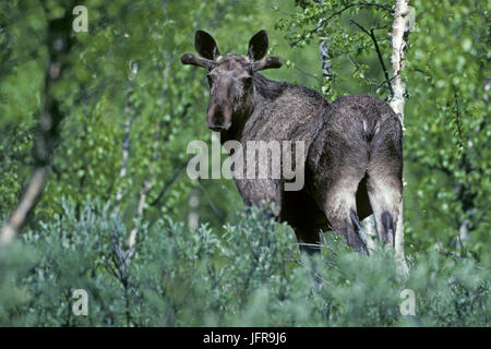 bull Moose in Sweden Stock Photo