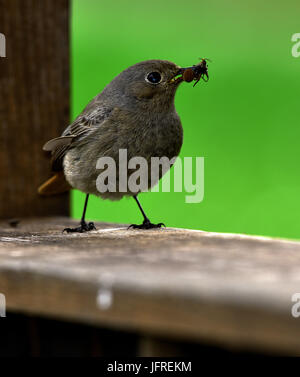 blackstart; black redstart; Stock Photo