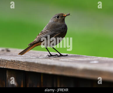 blackstart; black redstart; Stock Photo