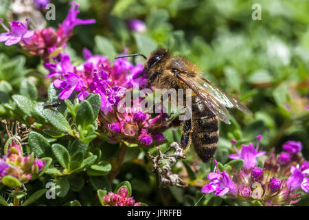 Bee on Thymus praecox Stock Photo