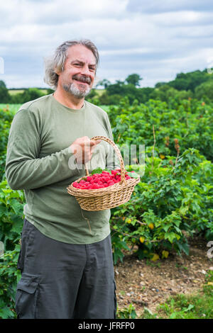 A middle aged male holding a basket full of freshly picked raspberries on a fruit farm Stock Photo