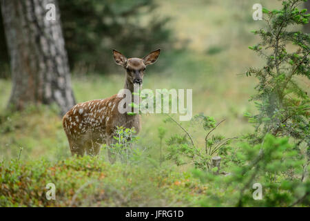 Red deer calf with spotted camouflage fur in a forest field. Hoge Veluwe National Park, Netherlands Stock Photo