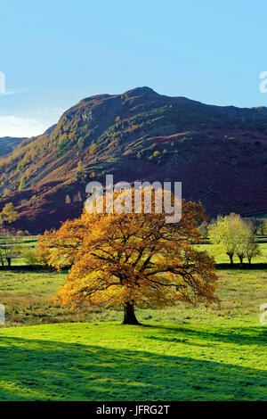A view of a colorful tree in the Lake District, UK at the peak of autumn Stock Photo