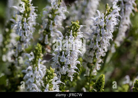 Salvia nemorosa 'Porzellan' Balkan clary Stock Photo