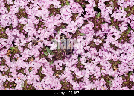 Caraway Thyme Flowers Stock Photo