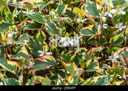 Chameleon Plant, Houttuynia cordata, flowering Stock Photo