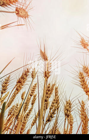 Agricultural background with ripe rye in the golden rays of the low sun backlight. Beautiful nature sunset. Stock Photo