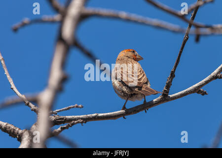 Young male house finch Haemorhous mexicanus. Stock Photo