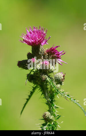 Flower head of the tall, spiky leaved marsh thistle, Cirsium palustre Stock Photo