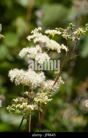 Frothy white flowers of the summer flowering UK native meadowsweet, Filipendula ulmaria Stock Photo