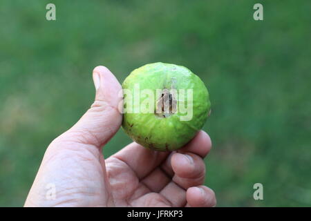 Close up of home grown Psidium guajava Stock Photo