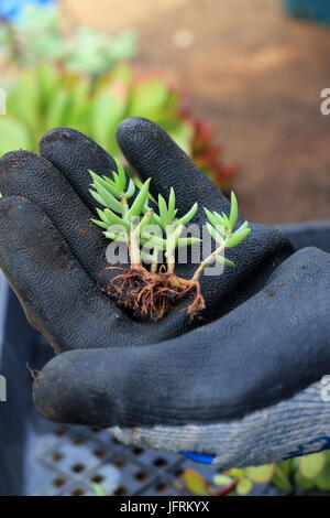 Crassula tetragona or known as miniature pine tree Stock Photo