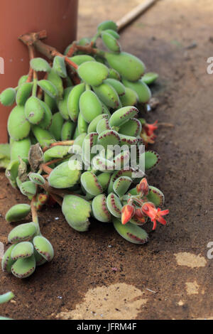 Cotyledon tomentosa or known as Bear's Paw Stock Photo