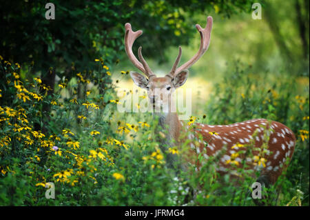 Whitetail Deer standing in summer wood Stock Photo