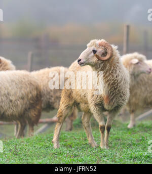 Sheep on a farm in fog Stock Photo