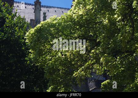 Fine Sycamore Tree (Acer pseudoplatanus) Exeter Cathedral Green, Devon, UK. July, 2017. Stock Photo