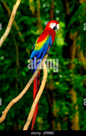 Scarlet macaw (Ara macao), Standing on a branch. This is a North Central American Macaw from the Yucatan Jungles. Full length Profile Stock Photo
