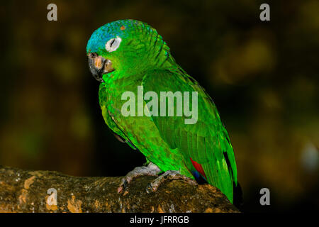 Blue-crowned parakeet, blue-crowned conure, or sharp-tailed conure (Thectocercus acuticaudatus) Stock Photo